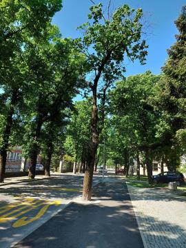Obvestilo o nameravani odstranitvi drevesa na pločniku Kosovelove ulice