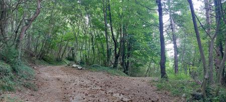 Gozdne poti, Vir: Arhiv Občine Sežana
